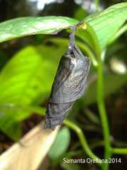 Attelabidae