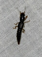 Pinophilus