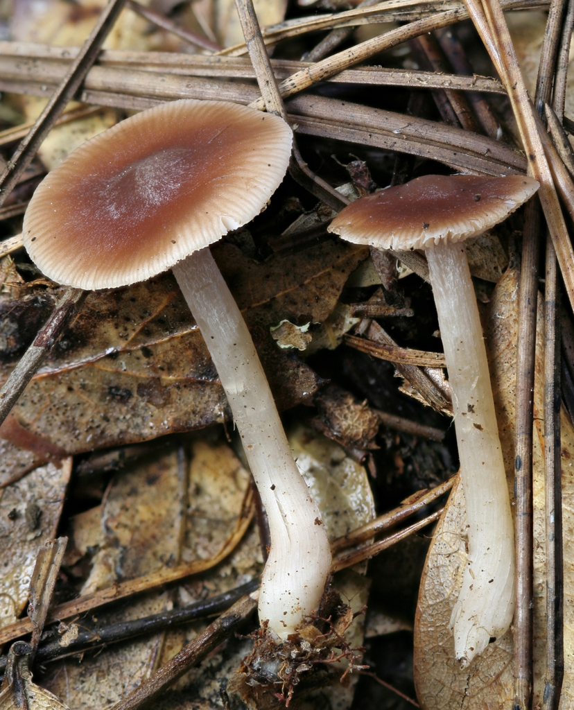 Rhodocollybia sp. 'FL03'