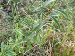 Solidago leavenworthii
