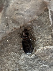 Odontotaenius