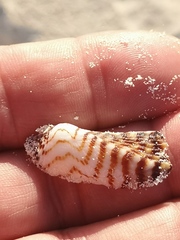 Arca zebra