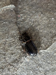 Odontotaenius