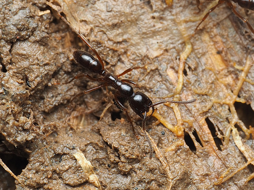 队细颚猛蚁Leptogenys processionalis
