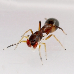 Synemosyna formica