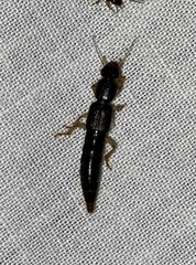 Pinophilus