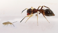Synemosyna formica