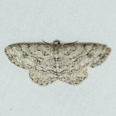 Ectropis crepuscularia