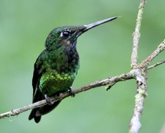 Heliodoxa imperatrix