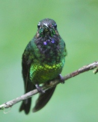 Heliodoxa imperatrix