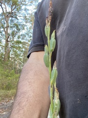 Calochilus