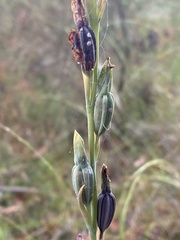 Calochilus