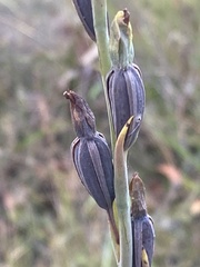 Calochilus