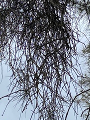 Dendrobium teretifolium