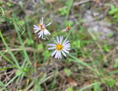 Symphyotrichum simmondsii
