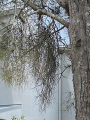 Dendrobium teretifolium