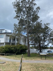 Dendrobium teretifolium