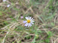 Symphyotrichum simmondsii