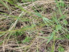 Symphyotrichum simmondsii