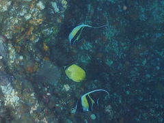 Chaetodon citrinellus