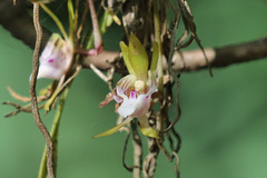 Sarcochilus australis