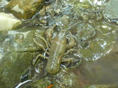 Cambarus bartonii