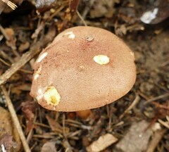 Xerocomus hemixanthus