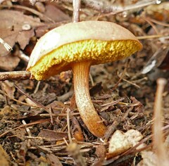 Xerocomus hemixanthus