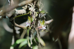 Sarcochilus australis
