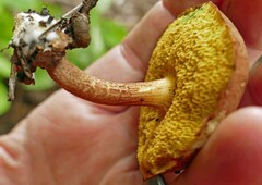 Xerocomus hemixanthus