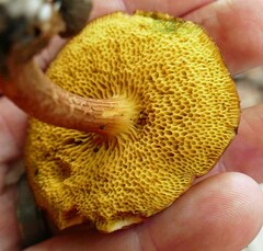 Xerocomus hemixanthus
