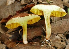 Xerocomus hemixanthus