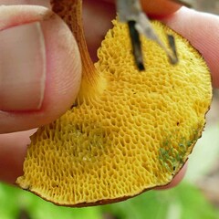 Xerocomus hemixanthus