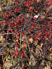 Cotoneaster apiculatus