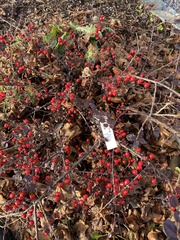 Cotoneaster apiculatus