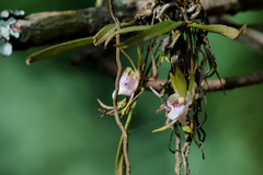 Sarcochilus australis