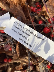 Cotoneaster apiculatus