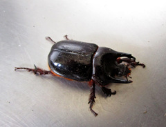 Bothynus entellus