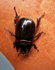 Bothynus entellus