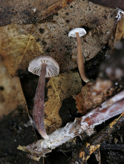 Marasmiellus praeacutus