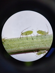 Macrosiphum