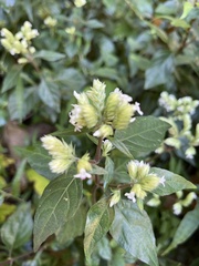 Lepidagathis formosensis