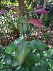 Syzygium smithii