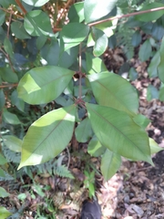 Syzygium smithii
