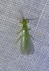 Alloperla