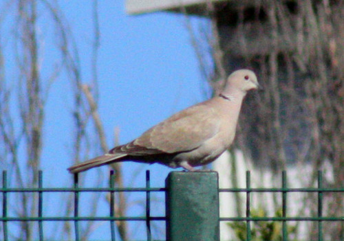 Streptopelia decaocto