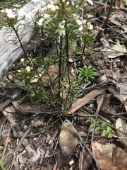 Stylidium rhynchocarpum