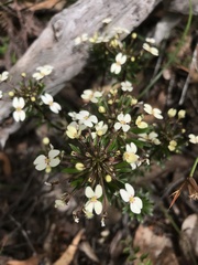 Stylidium rhynchocarpum