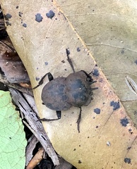 Cephalodesmius laticollis