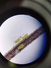 Macrosiphum